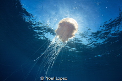jelly fish, nikon D800E, two ikelite strobe Ds125, aquati... by Noel Lopez 